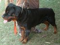 Mannuthy-Thrissur-Dog-Show-2011 (16)